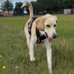 Labrador Mischling Anubys, 07/2025, Endgröße ca. 60 cm, 32369 Rahden