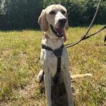 Labrador Mischling Anubys, 07/2025, Endgröße ca. 60 cm, 32369 Rahden