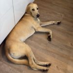 Labrador Mischling Anubys, 07/2025, Endgröße ca. 60 cm, 32369 Rahden