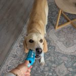 Labrador Mischling Anubys, 07/2025, Endgröße ca. 60 cm, 32369 Rahden