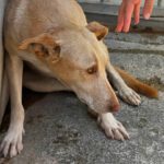 Podenco-Mischling Arco, 06/2024, ca. 53 cm