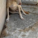 Podenco-Mischling Arco, 06/2024, ca. 53 cm