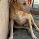 Podenco-Mischling Arco, 06/2024, ca. 53 cm