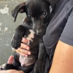 Podenco Mischling Audi, 05/2026, Endgröße ca. 45 cm