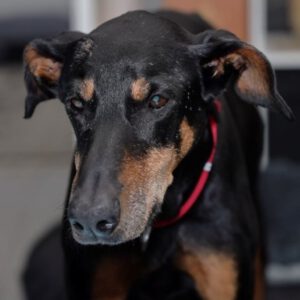 Dobermann Austria, 05/2014, ca. 65 cm, 21224 Rosengarten