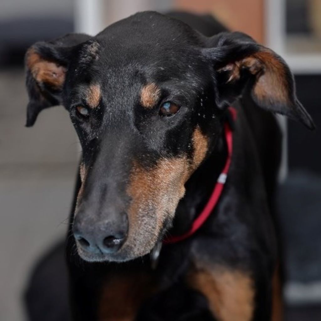 Dobermann Austria, 05/2014, ca. 65 cm, 21224 Rosengarten