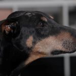 Dobermann Austria, 05/2014, ca. 65 cm, 21224 Rosengarten