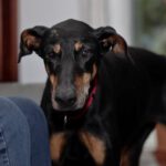 Dobermann Austria, 05/2014, ca. 65 cm, 21224 Rosengarten