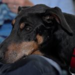 Dobermann Austria, 05/2014, ca. 65 cm, 21224 Rosengarten