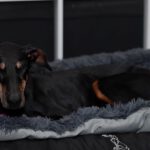 Dobermann Austria, 05/2014, ca. 65 cm, 21224 Rosengarten