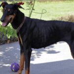 Dobermann Austria, 05/2014, ca. 65 cm, 21224 Rosengarten