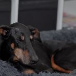 Dobermann Austria, 05/2014, ca. 65 cm, 21224 Rosengarten