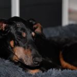 Dobermann Austria, 05/2014, ca. 65 cm, 21224 Rosengarten
