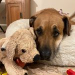 Presa Canario- Australian Shepherd Mischling Ayko, 06/2021, ca. 65 cm, 24113 Kiel