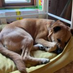 Presa Canario- Australian Shepherd Mischling Ayko, 06/2021, ca. 60 cm, 24113 Kiel