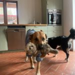 Presa Canario- Australian Shepherd Mischling Ayko, 06/2021, ca. 60 cm, 24113 Kiel