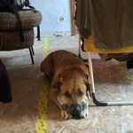Presa Canario- Australian Shepherd Mischling Ayko, 06/2021, ca. 60 cm, 24113 Kiel