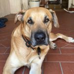 Presa Canario- Australian Shepherd Mischling Ayko, 06/2021, ca. 65 cm, 24113 Kiel