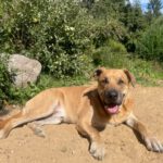 Presa Canario- Australian Shepherd Mischling Ayko, 06/2021, ca. 65 cm, 24113 Kiel