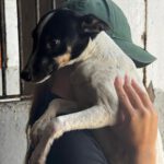 Bodeguero Mischling Baby, 04/2026, ca. 40 cm