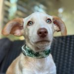 Podenco Bailey, 04/2026, Endgröße ca. 40 cm, 27283 Verden