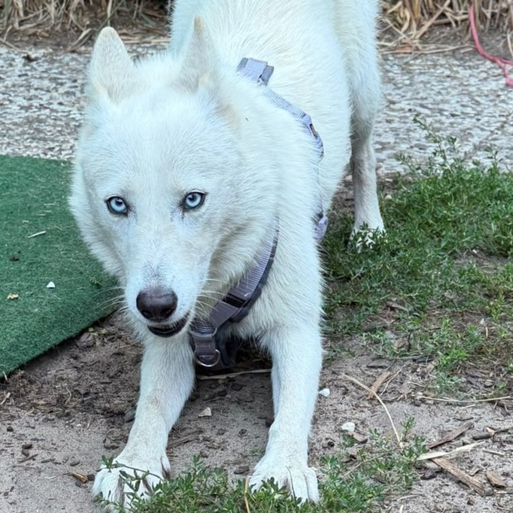 Husky Mischling Barbie, 09/2022, ca. 48 cm, 29699 Walsrode