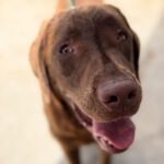 Labrador Mischling Beethoven, 02/2025, ca. 60 cm