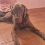 Labrador Mischling Beethoven, 02/2025, ca. 60 cm