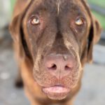 Labrador Mischling Beethoven, 02/2025, ca. 60 cm
