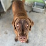 Labrador Mischling Beethoven, 02/2025, ca. 60 cm