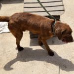 Labrador Mischling Beethoven, 02/2025, ca. 60 cm