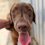 Labrador Mischling Beethoven, 02/2025, ca. 60 cm