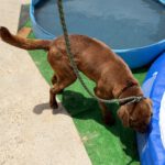 Labrador Mischling Beethoven, 02/2025, ca. 60 cm