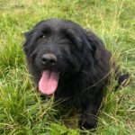 Baskischer Schäferhund Mischling Dr. Bernadette Rostenkowski (Bernie), 07/2019, ca. 45 cm