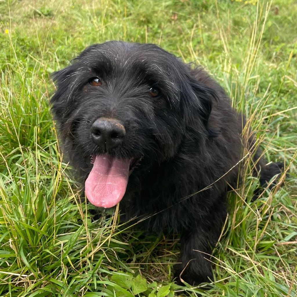 Baskischer Schäferhund Mischling Dr. Bernadette Rostenkowski (Bernie), 07/2019, ca. 45 cm