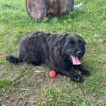 Baskischer Schäferhund Mischling Dr. Bernadette Rostenkowski (Bernie), 07/2019, ca. 45 cm