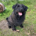 Baskischer Schäferhund Mischling Dr. Bernadette Rostenkowski (Bernie), 07/2019, ca. 45 cm