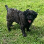 Baskischer Schäferhund Mischling Dr. Bernadette Rostenkowski (Bernie), 07/2019, ca. 45 cm