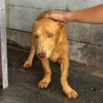 Podenco Maneto Bilbao, 01/2026, Endgröße ca. 35 cm