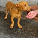 Podenco Maneto Bilbao, 01/2026, Endgröße ca. 35 cm