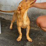 Podenco Maneto Bilbao, 01/2026, Endgröße ca. 35 cm