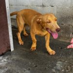 Podenco Maneto Bilbao, 01/2026, Endgröße ca. 35 cm