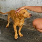 Podenco Maneto Bilbao, 01/2026, Endgröße ca. 35 cm