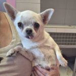 Chihuahua Blanca, 12/2023, ca. 20 cm