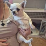 Chihuahua Blanca, 12/2023, ca. 20 cm
