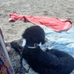 Wasserhund Boone, 07/2015, ca. 48 cm
