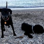 Wasserhund Boone, 07/2015, ca. 48 cm