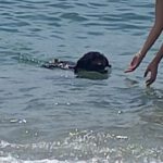 Wasserhund Boone, 07/2015, ca. 48 cm