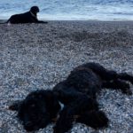 Wasserhund Boone, 07/2015, ca. 48 cm