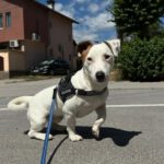Mischling Buddy, 02/2025, ca. 32 cm